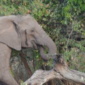  The Serengeti, TZ